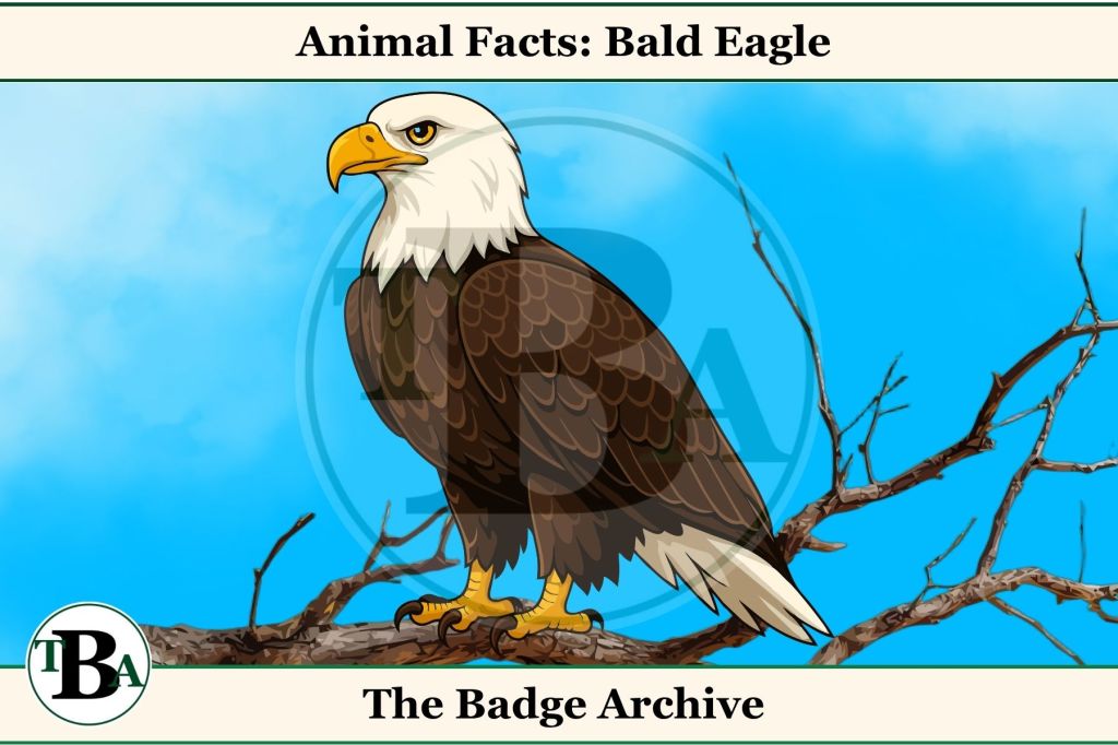Animal Facts: Bald&nbsp;Eagle