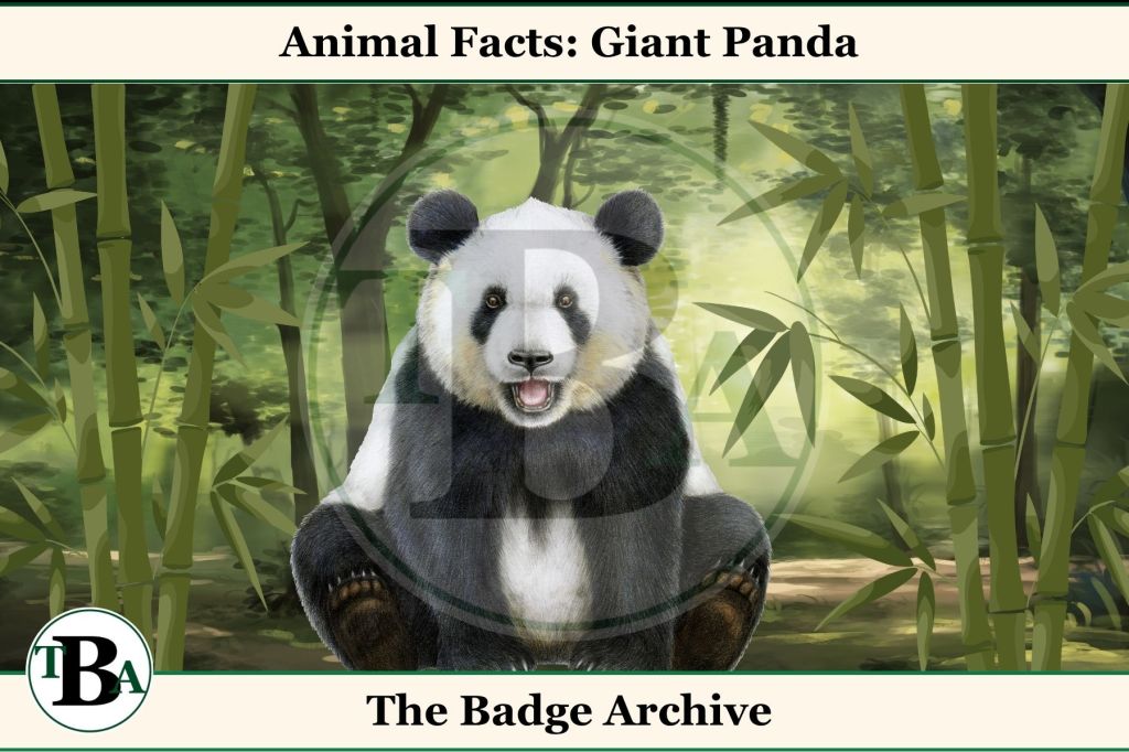 Animal Facts: Giant&nbsp;Panda