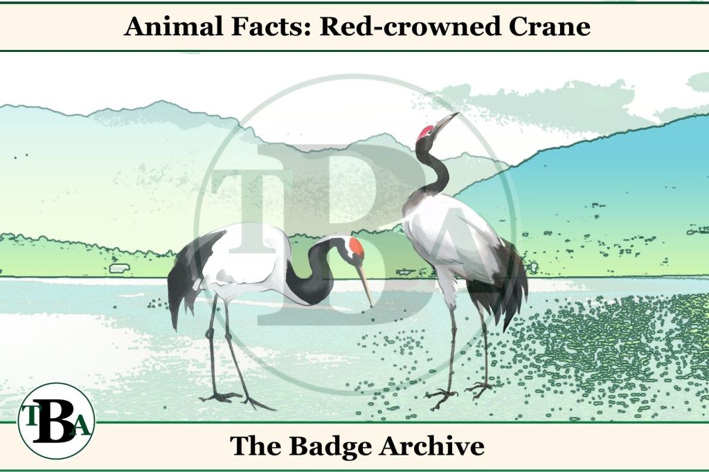 Animal Facts: Red-crowned Crane