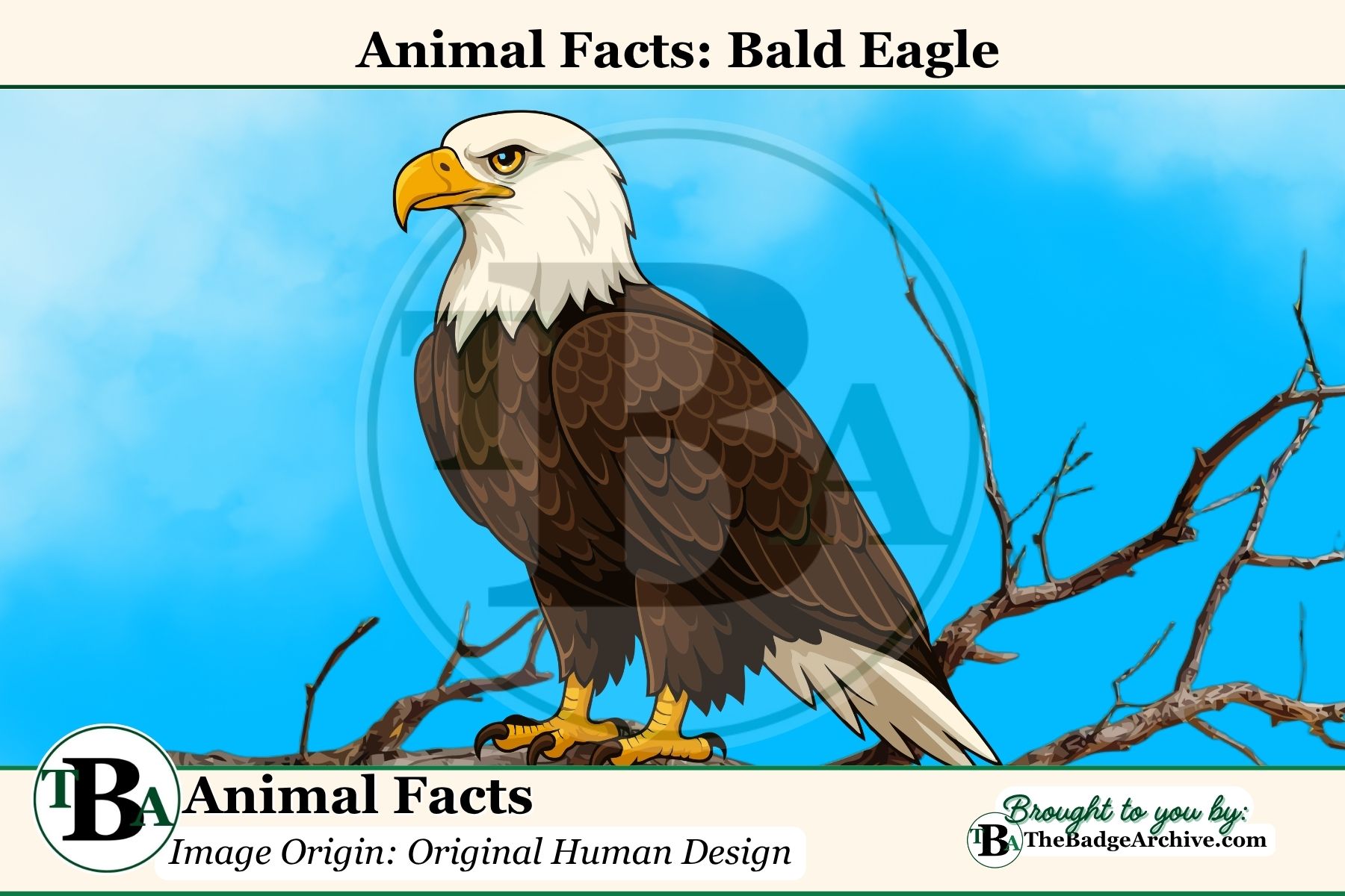 Animal Facts: Bald Eagle